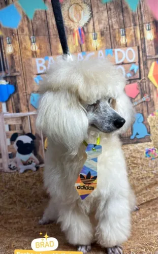 Doação poodle macho puro