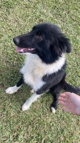 cachorra bodder collie 