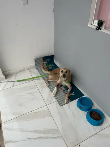 Adoção