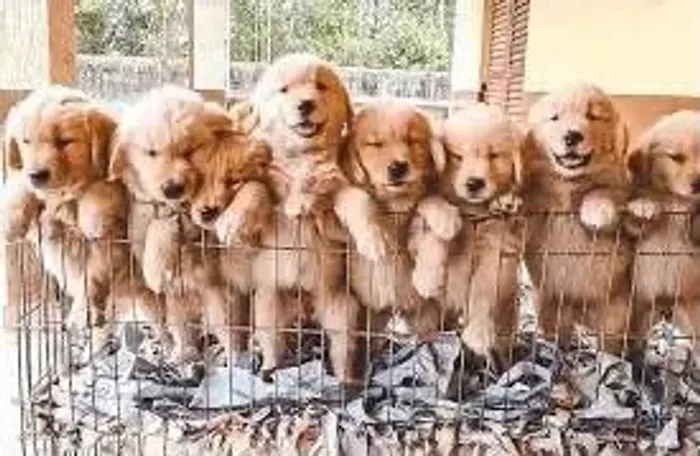 Doação Golden Retriver (olhar a descrição)