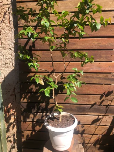 Pé frutíferas 