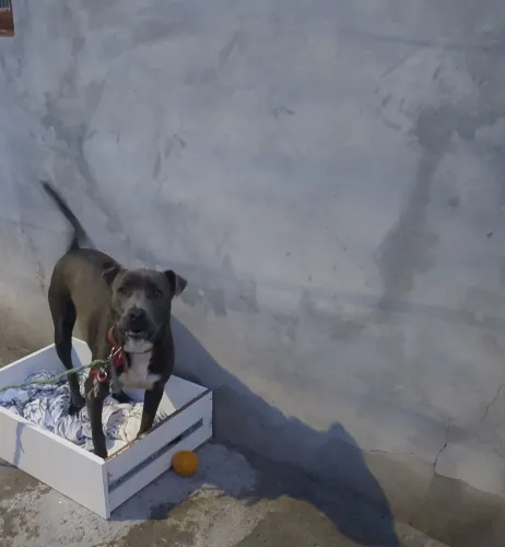 Doa-se cachorro macho Castrado raça indefinida porte grande, um ano e ama brincar .