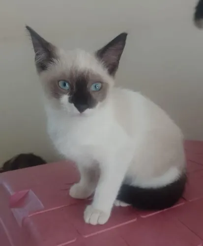 Doação de filhotes de gato