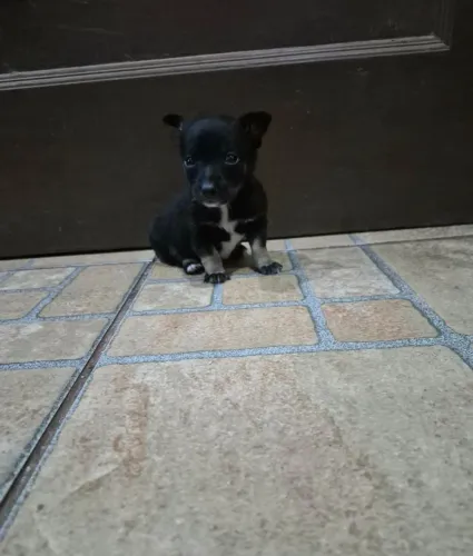 Pinscher Filhote Macho