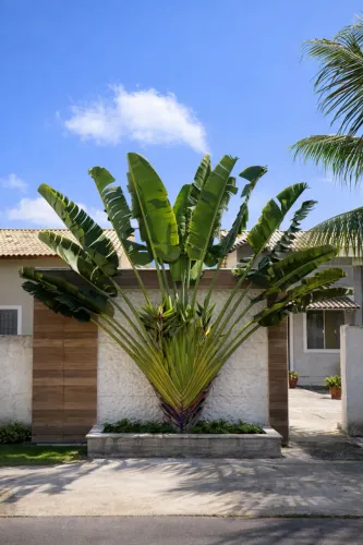Ravenala madagascariensis