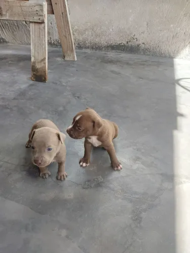 Vende-se filhotes  de pitbul 
