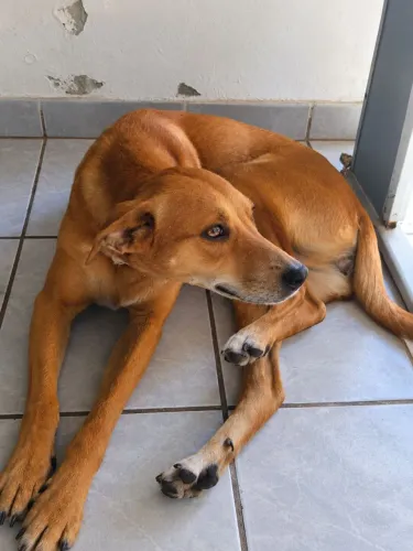 ? DOAÇÃO RESPONSÁVEL - ZOE ?