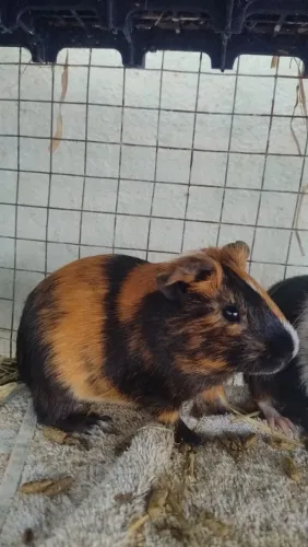 Lindos Filhotes de Porquinho-da-índia Machos - 2 Meses