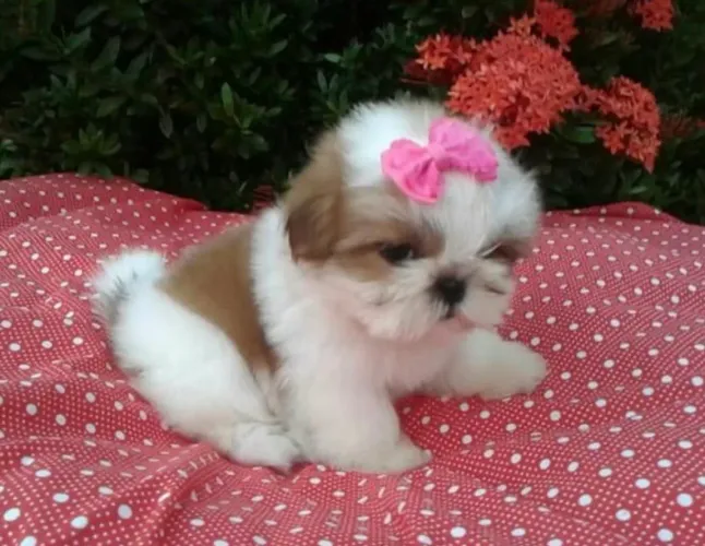 Shih tzu fêmea e macho com pedigree 