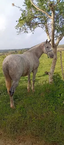 Cavalo a venda