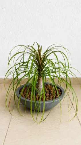 Vendo Planta Pata de Elefante