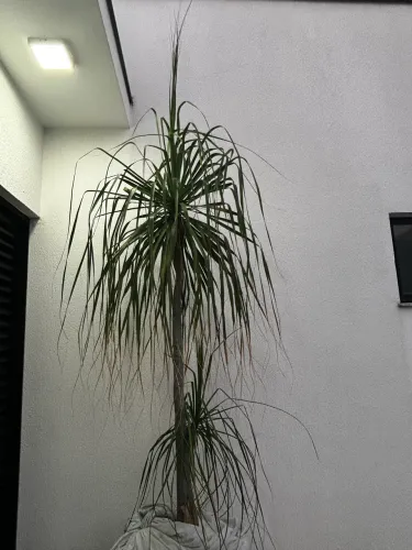 Planta Pata de Elefante