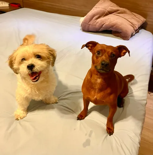  Cães para adoção conjunta - porte pequeno - São Paulo, ZN (castrados, vacinados)