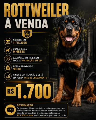 Rottweiler 9 meses