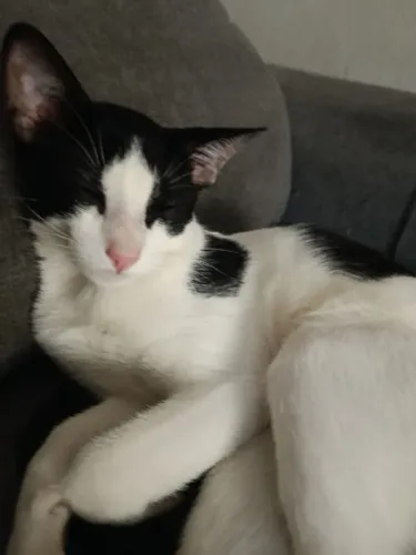 Doação de gato