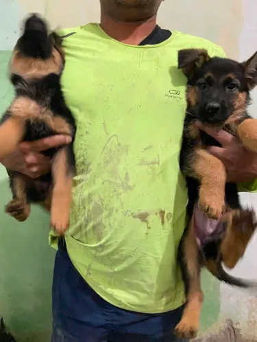 Cachorro pastor alemão, raça pura todos com garantia de vida é saúde.. excelente animais .