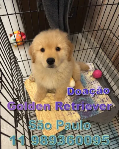 Doação Golden Retriever Filhote (somente interessdos)