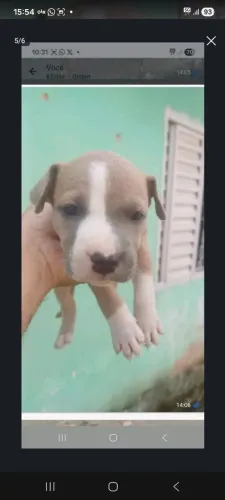 Vende-se um filhote de Pit Bull macho