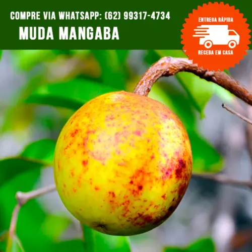Muda de Mangaba