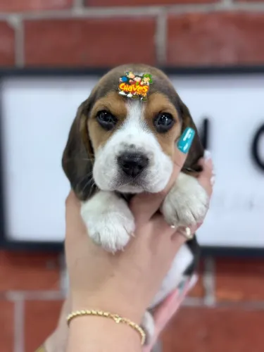 Beagle tricolor 