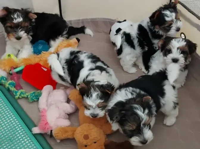 Yorkshire Colorido (Biewer Terrier): Beleza e Personalidade Únicas