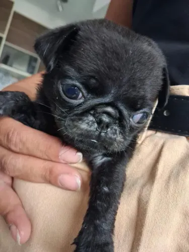 filhote Pug, O melhor presente da vida tem quatro patas!