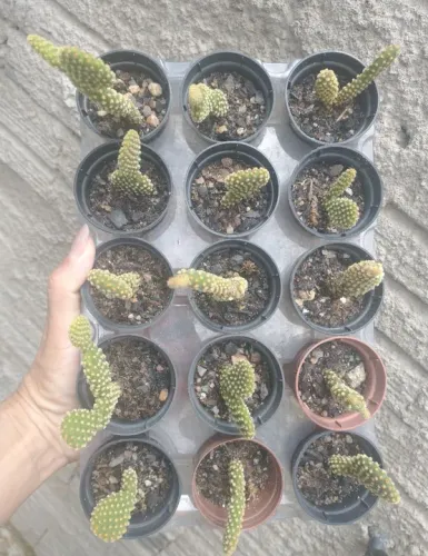 Cactos para venda