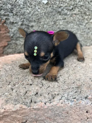 Pinscher Mini: Pequeno no tamanho, gigante na coragem!