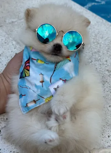 Spitz Alemão. O amor que contagia!