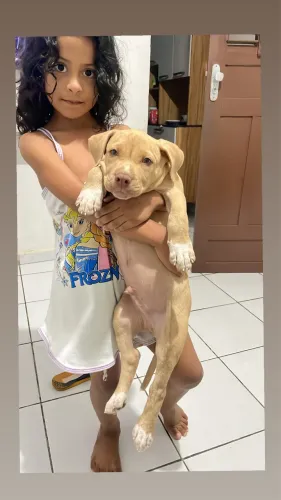 Filhote de pit monster 