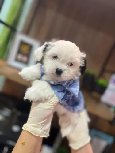 Lhasa Apso macho Pequeno com padrão de excelência e manual completo