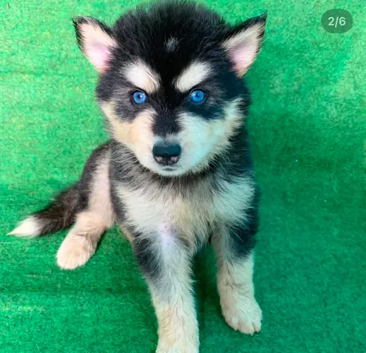 Filhote Husky Siberiano, Pequenos no Tamanho, Gigantes no Amor!