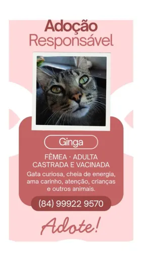 Gata para adoção - Ginga