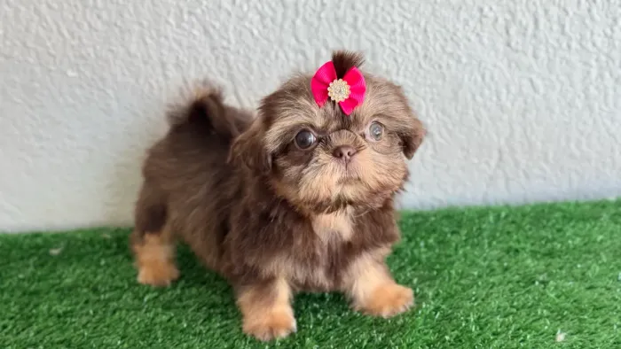 !!! Incríveis !!! Shihtzu chocales e tricolores !!!