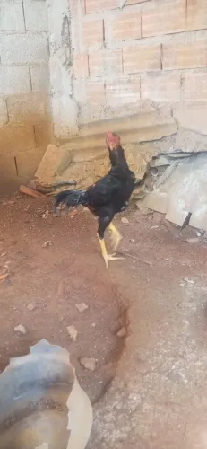 Galo preto