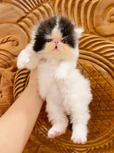 Gato persa 