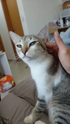 Doação gato macho 1 ano castrado e vacinado 