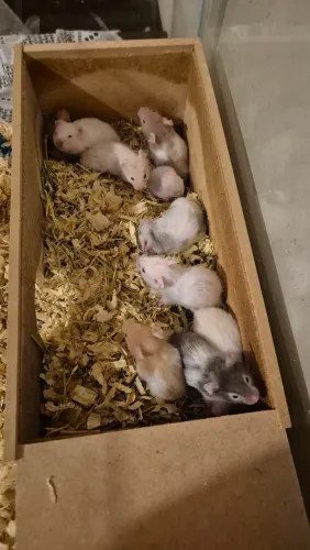 Vende-se filhotes de hamster sírios 