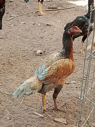 Galinha raça menor valor ja