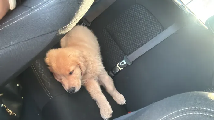 Golden Retriever - Filhotes Lindos e Prontos para Alegrar sua Família