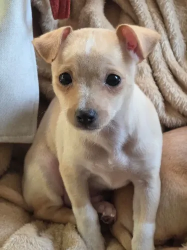 PINSCHER (CRUZAMENTO COM CHIHUAHUA) PORTE PEQUENO