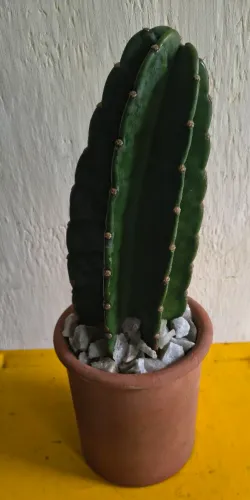 CACTOS MANDACARU NATURAL 