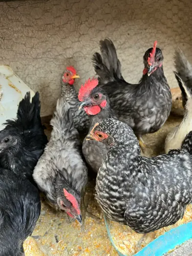Vendo Frango e frangas garnizer !!!