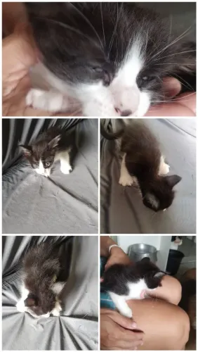 Filhotes de gatos