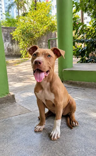 Pit Monster, fêmea, 5 meses. Acompanha pedigree.
