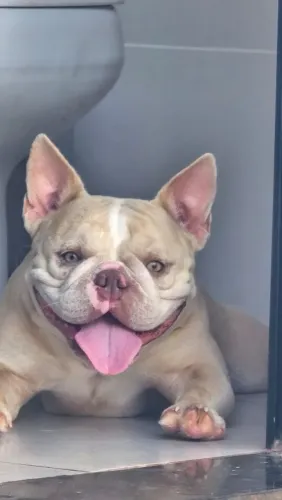 Cachorro American Bully Exotic