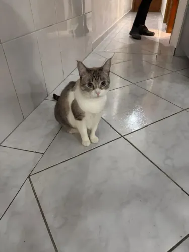 Doa-se gatinha