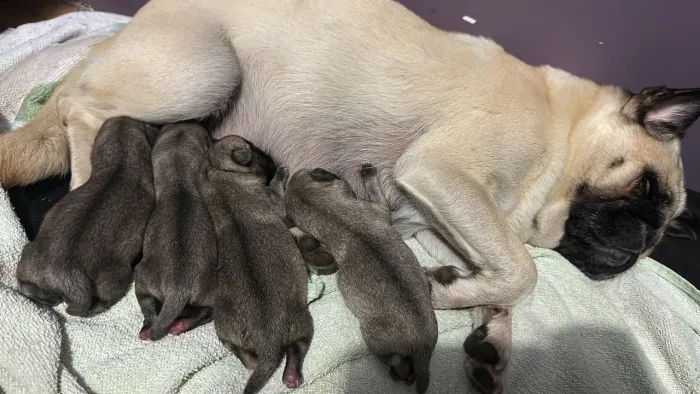 Filhotes de pug 