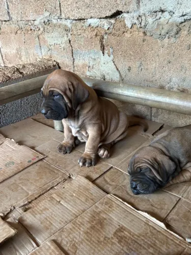 Filhote fila brasileiro macho