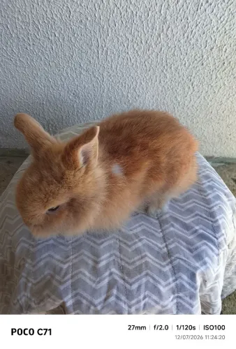 Vendo filhotes de coelho mini Lion